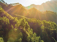 【簽約】河北省林業產業協會,網站建設合同